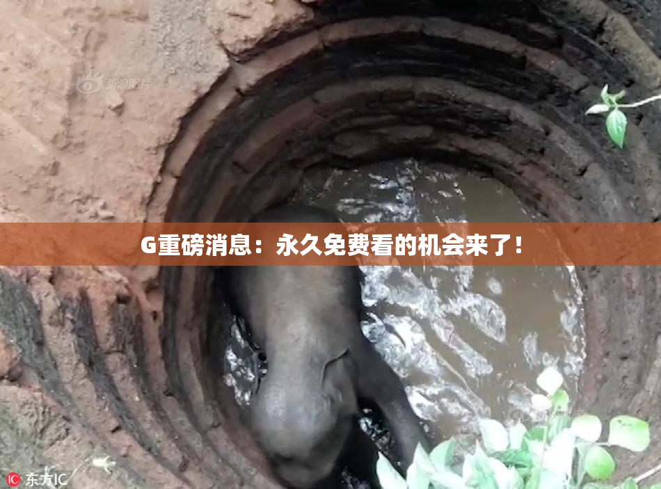 G重磅消息：永久免费看的机会来了！
