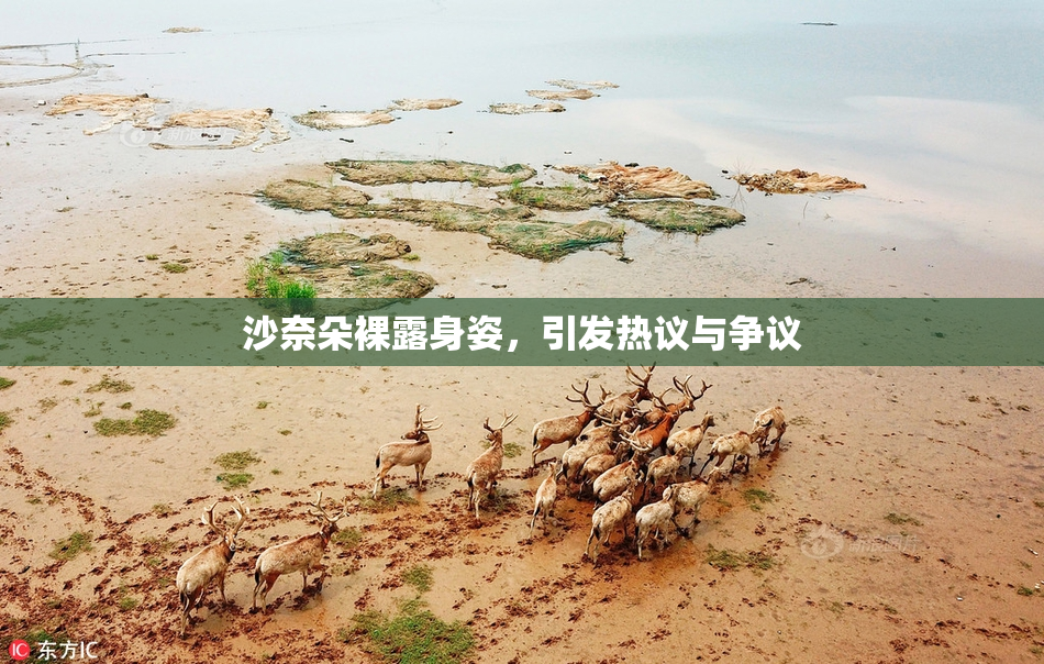沙奈朵裸露身姿，引发热议与争议