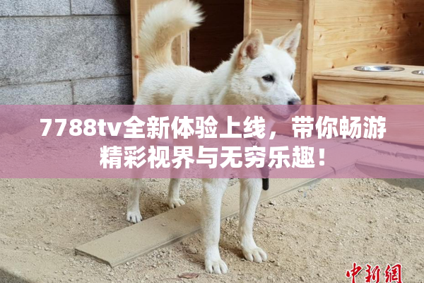 7788tv全新体验上线，带你畅游精彩视界与无穷乐趣！