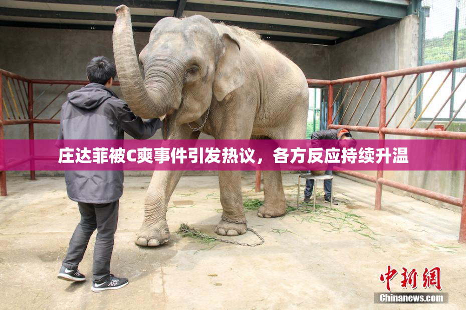 庄达菲被C爽事件引发热议，各方反应持续升温