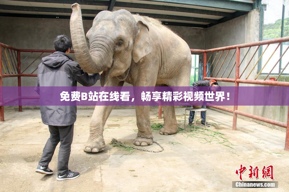 免费B站在线看，畅享精彩视频世界！