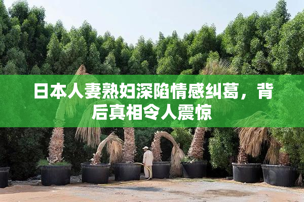 日本人妻熟妇深陷情感纠葛，背后真相令人震惊