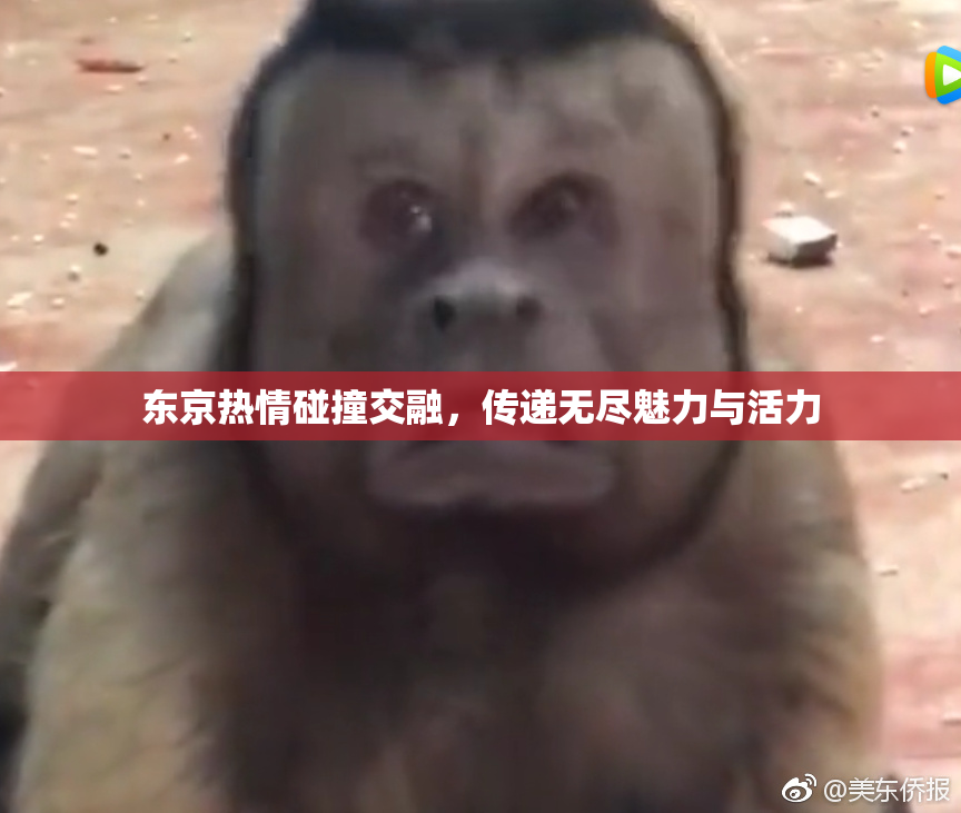 东京热情碰撞交融，传递无尽魅力与活力