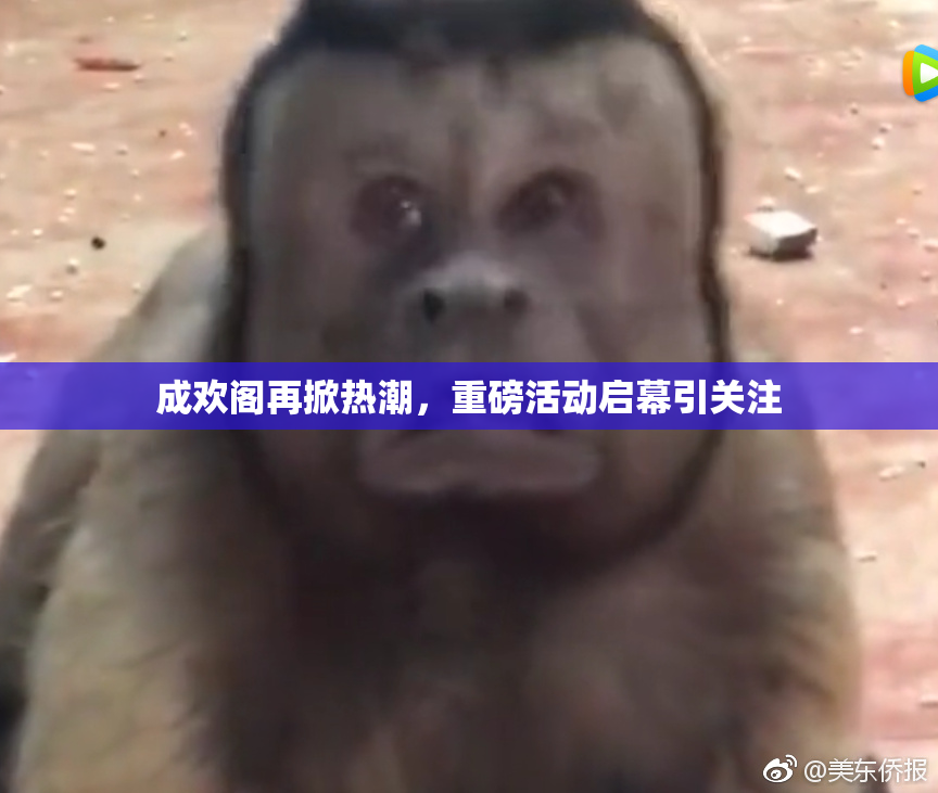 成欢阁再掀热潮，重磅活动启幕引关注