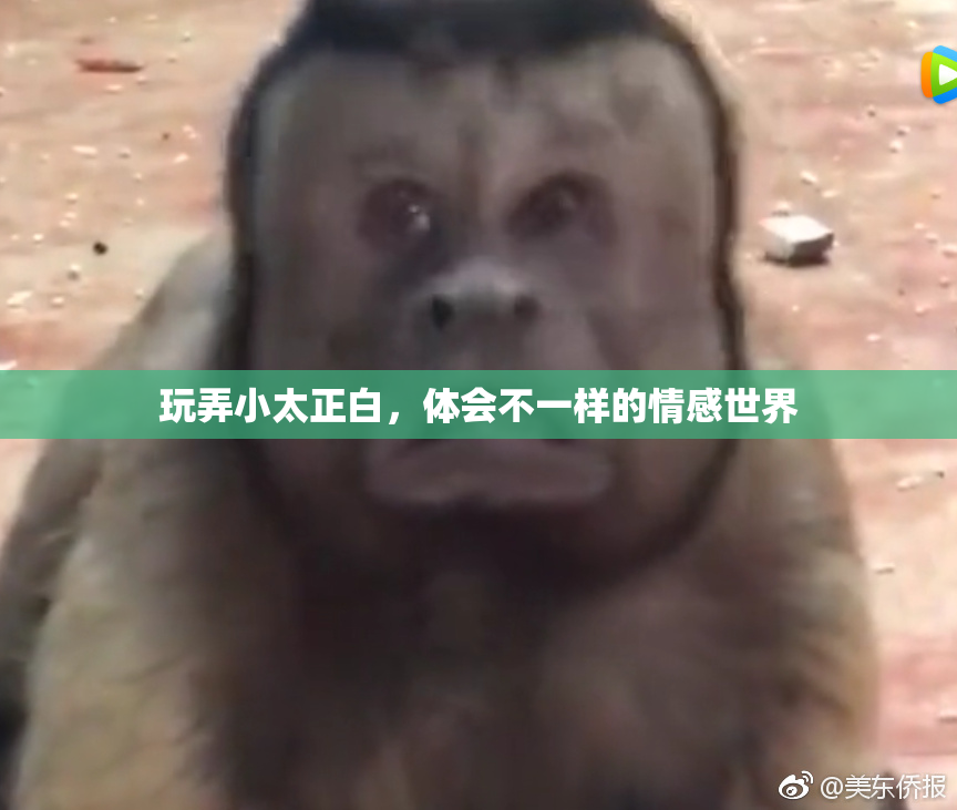 玩弄小太正白，体会不一样的情感世界