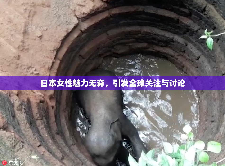 日本女性魅力无穷，引发全球关注与讨论