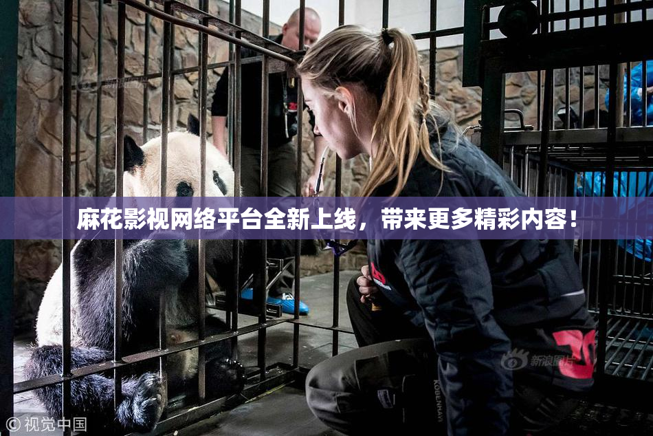 麻花影视网络平台全新上线，带来更多精彩内容！