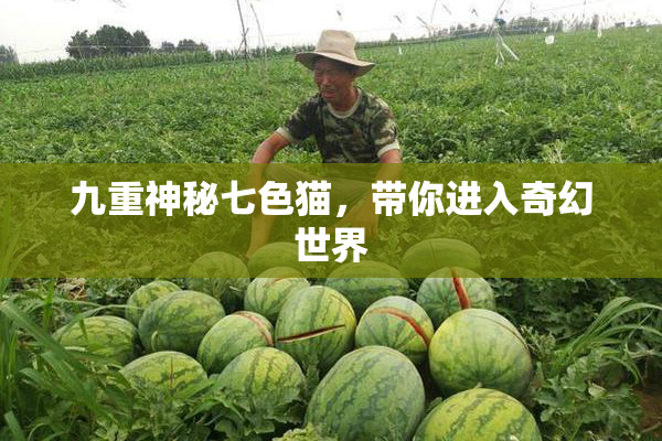 九重神秘七色猫，带你进入奇幻世界