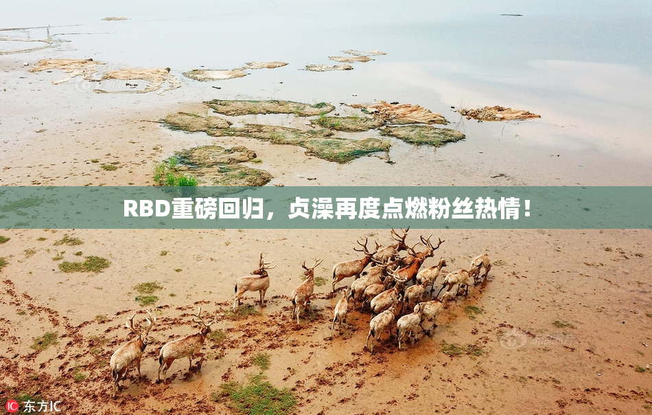 RBD重磅回归，贞澡再度点燃粉丝热情！