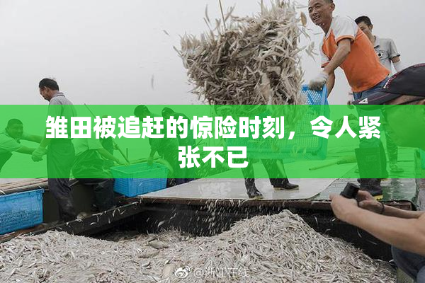 雏田被追赶的惊险时刻，令人紧张不已