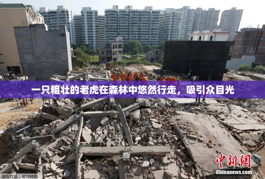 一只粗壮的老虎在森林中悠然行走，吸引众目光