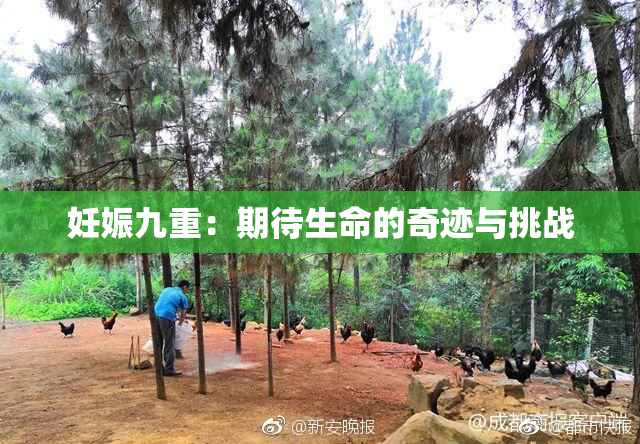 妊娠九重：期待生命的奇迹与挑战