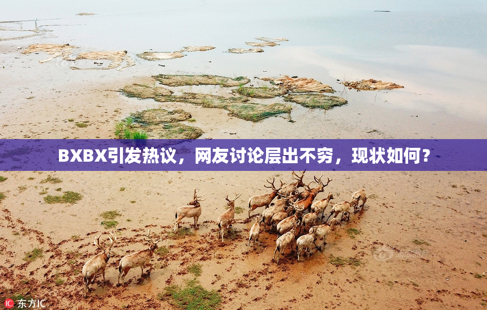 BXBX引发热议，网友讨论层出不穷，现状如何？
