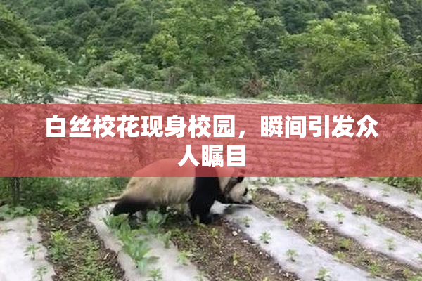 白丝校花现身校园，瞬间引发众人瞩目