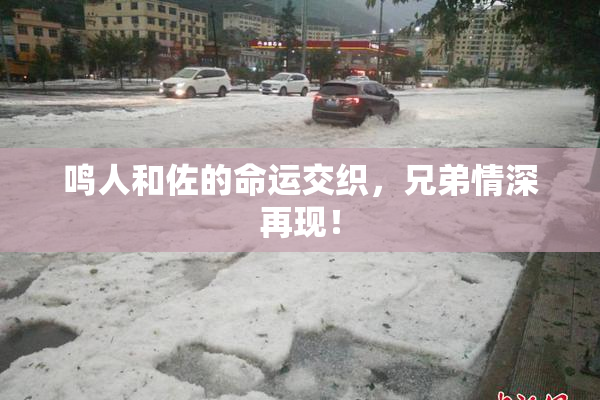 鸣人和佐的命运交织，兄弟情深再现！