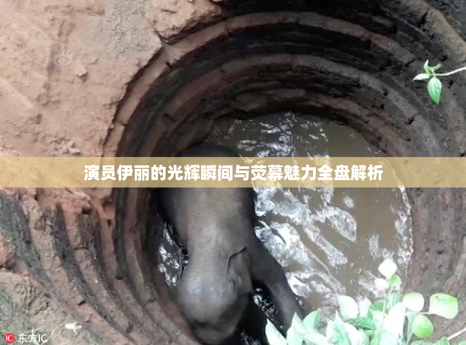 演员伊丽的光辉瞬间与荧幕魅力全盘解析