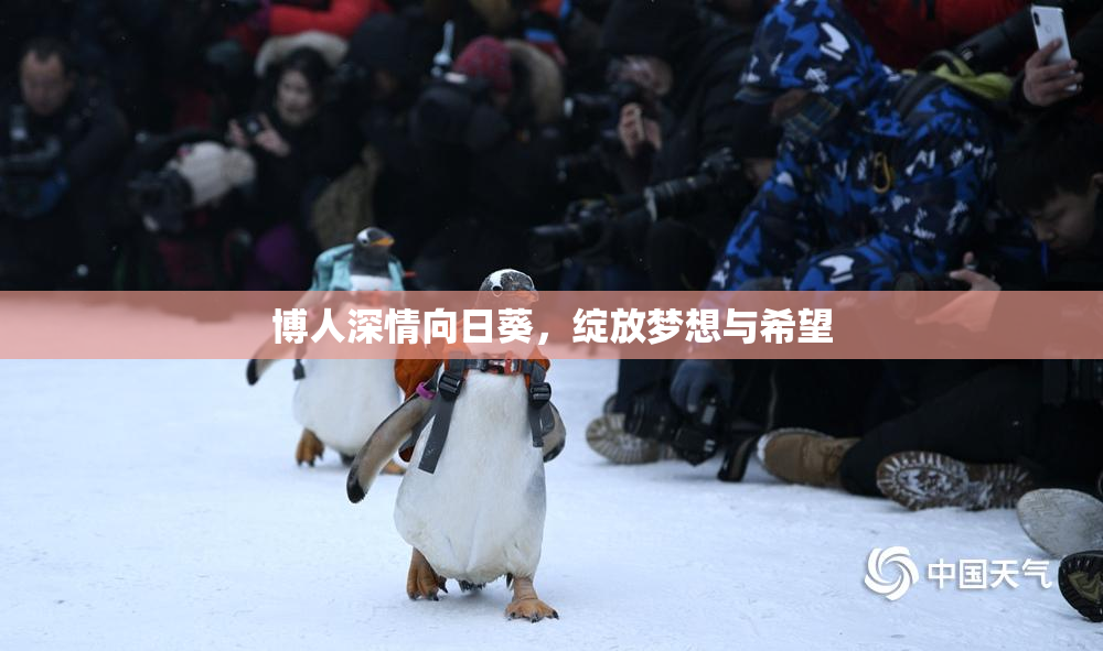 博人深情向日葵，绽放梦想与希望
