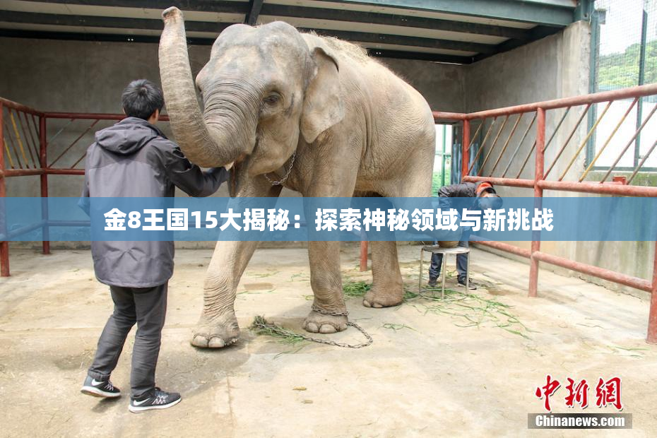 金8王国15大揭秘：探索神秘领域与新挑战