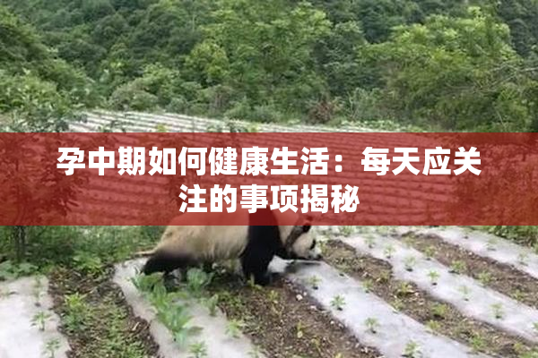 孕中期如何健康生活：每天应关注的事项揭秘