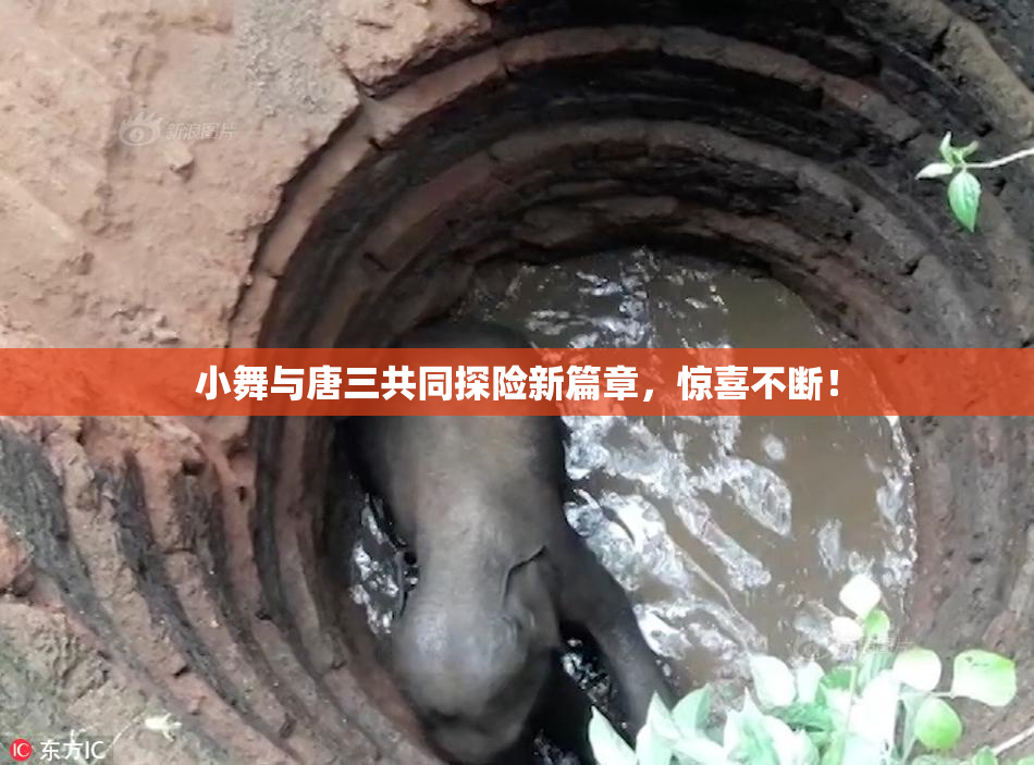 小舞与唐三共同探险新篇章，惊喜不断！