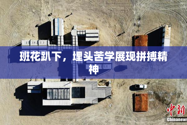 班花趴下，埋头苦学展现拼搏精神
