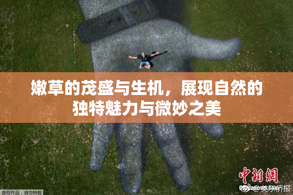 嫩草的茂盛与生机，展现自然的独特魅力与微妙之美