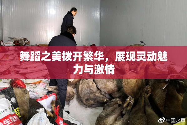 舞蹈之美拨开繁华，展现灵动魅力与激情