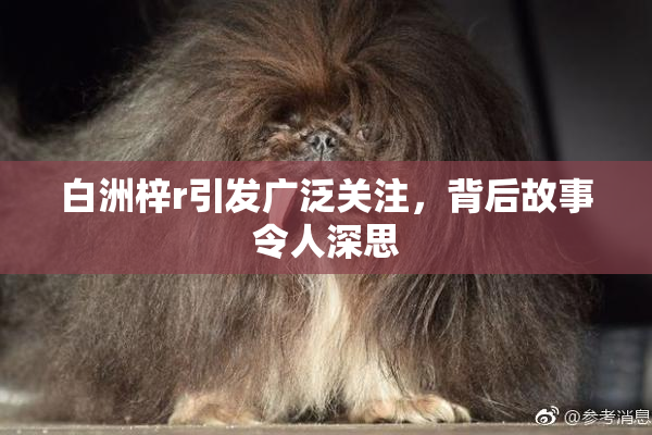 白洲梓r引发广泛关注，背后故事令人深思