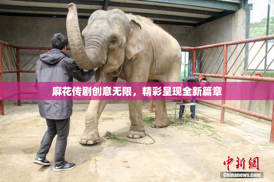 麻花传剧创意无限，精彩呈现全新篇章