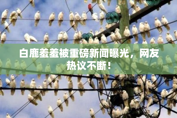 白鹿羞羞被重磅新闻曝光，网友热议不断！