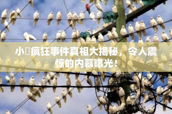 小泬疯狂事件真相大揭秘，令人震惊的内幕曝光！