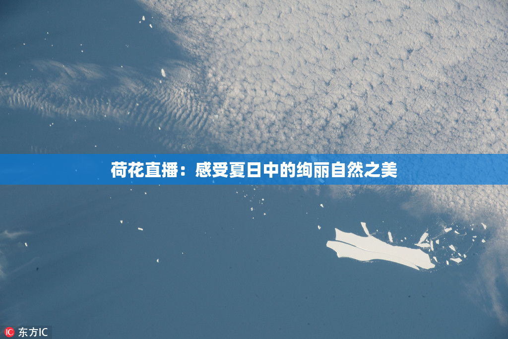 荷花直播：感受夏日中的绚丽自然之美