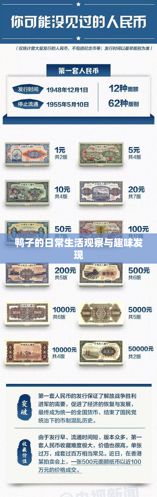 鸭子的日常生活观察与趣味发现