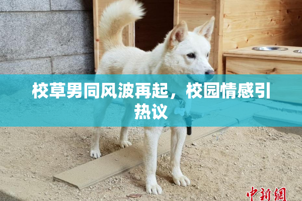 校草男同风波再起，校园情感引热议