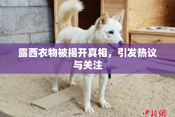 露西衣物被揭开真相，引发热议与关注