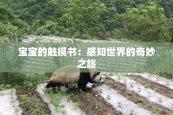 宝宝的触摸书：感知世界的奇妙之旅