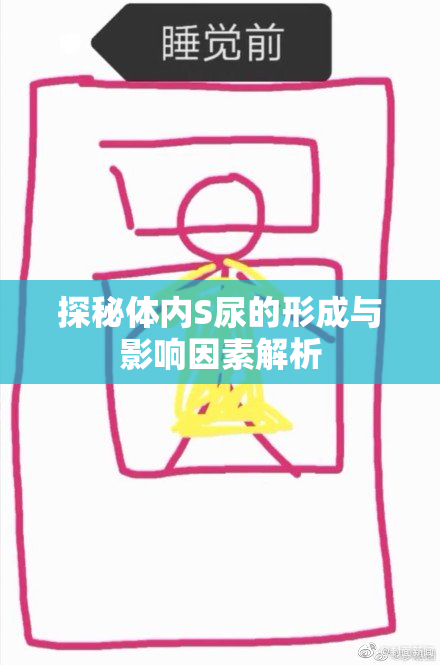 探秘体内S尿的形成与影响因素解析