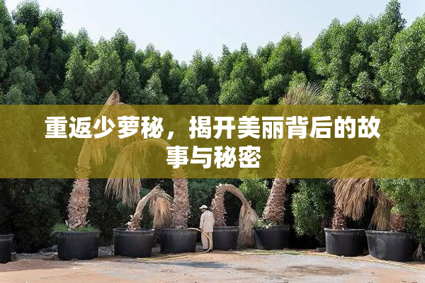 重返少萝秘，揭开美丽背后的故事与秘密