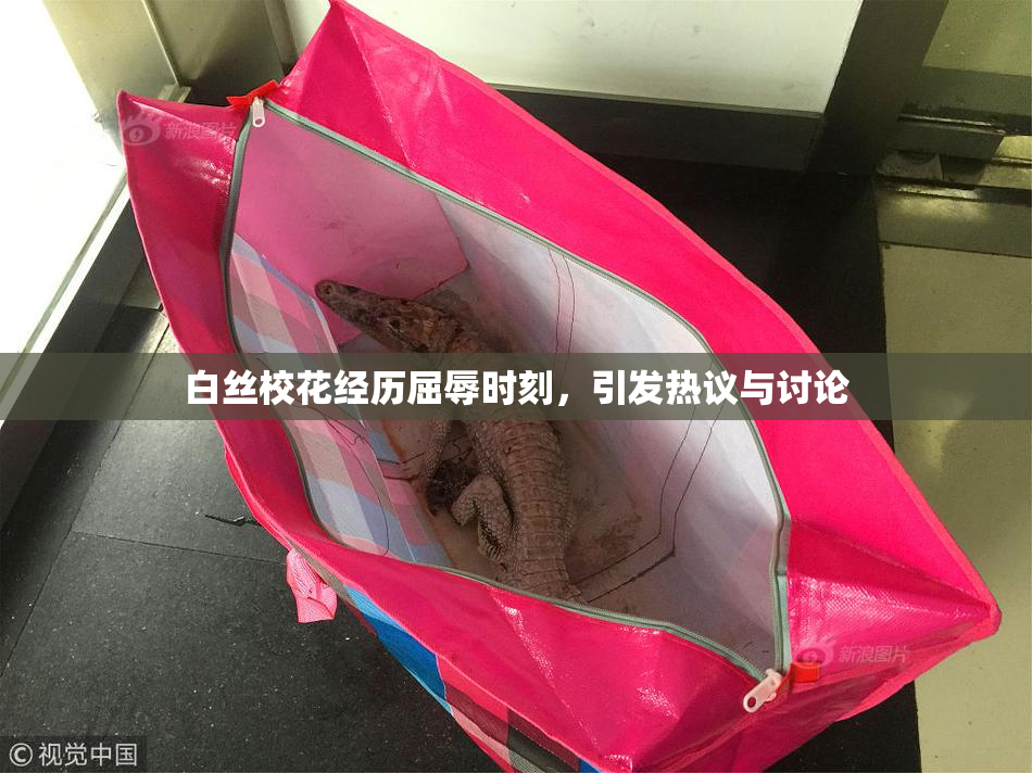 白丝校花经历屈辱时刻，引发热议与讨论