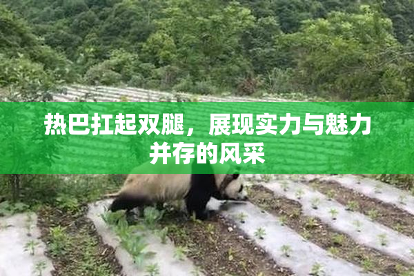 热巴扛起双腿，展现实力与魅力并存的风采