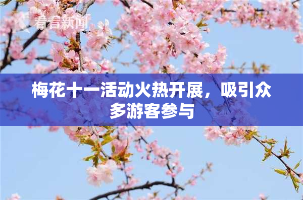 梅花十一活动火热开展，吸引众多游客参与