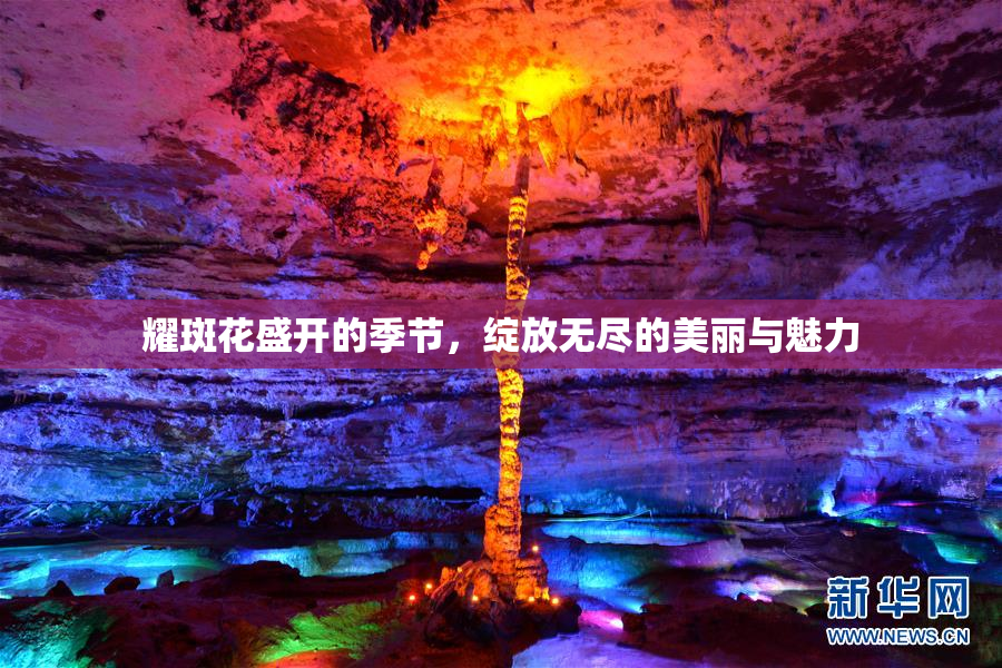 耀斑花盛开的季节，绽放无尽的美丽与魅力