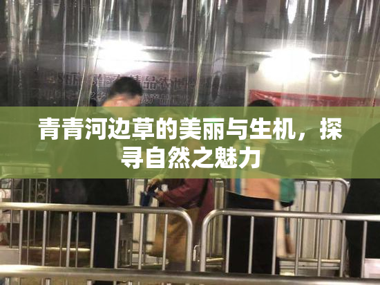 青青河边草的美丽与生机，探寻自然之魅力