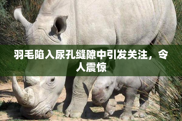 羽毛陷入尿孔缝隙中引发关注，令人震惊
