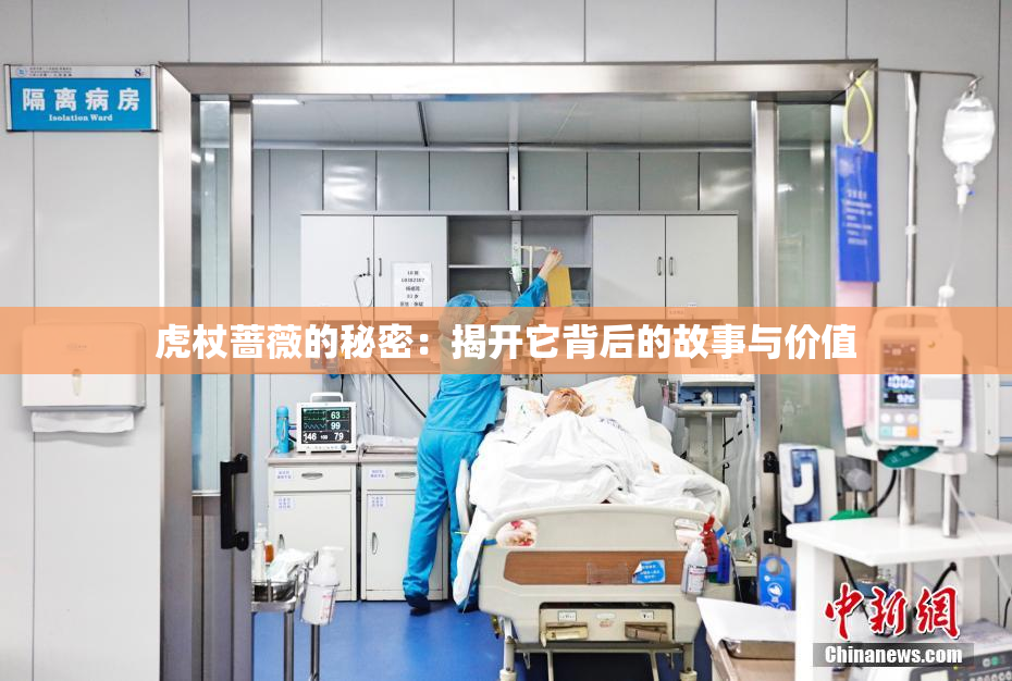 虎杖蔷薇的秘密：揭开它背后的故事与价值