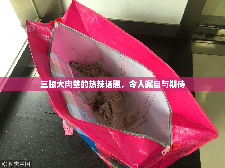 三根大肉茎的热辣话题，令人瞩目与期待