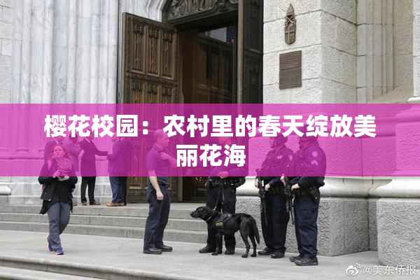 樱花校园：农村里的春天绽放美丽花海