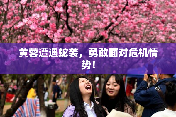 黄蓉遭遇蛇袭，勇敢面对危机情势！