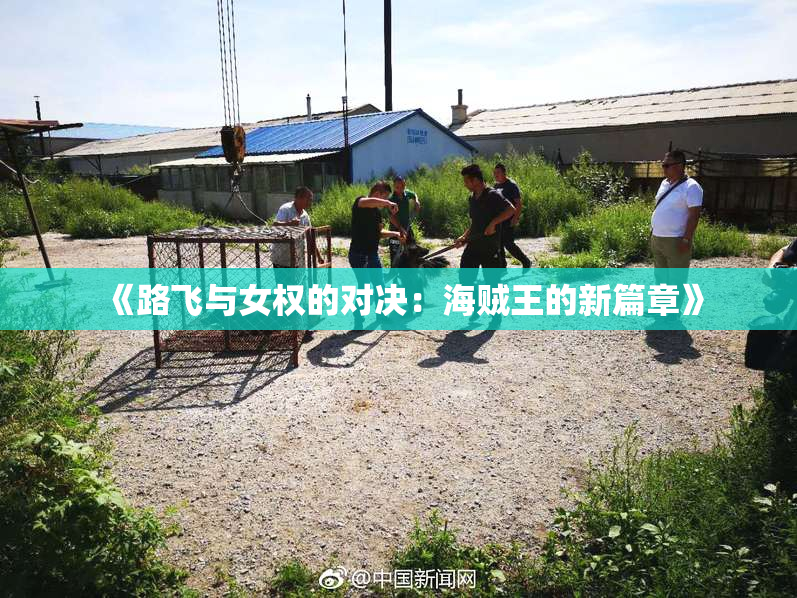 《路飞与女权的对决：海贼王的新篇章》