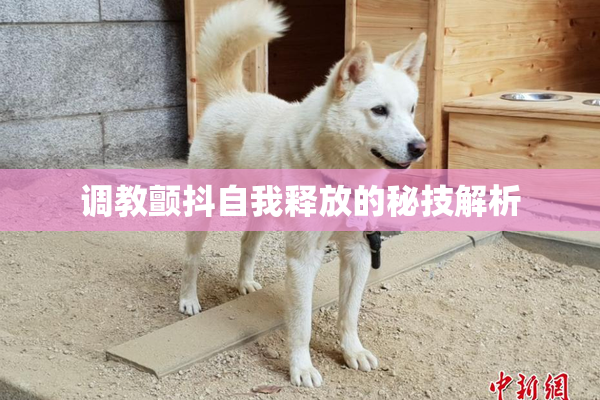 调教颤抖自我释放的秘技解析